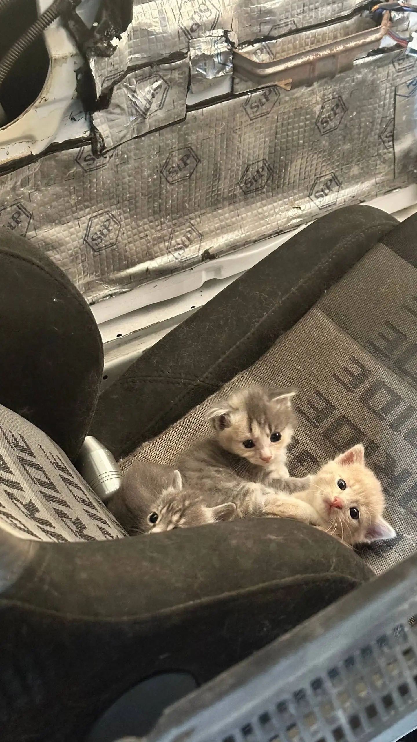 Котята в добрые руки - Кошки (Животные) в Владивосток