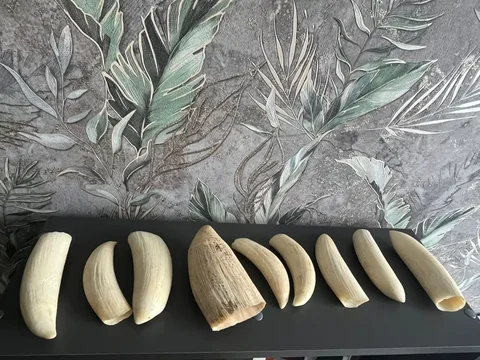 Куплю зубы кашалота, касатки, кита дорого - Электротранспорт в Неизвестно