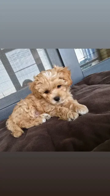 Щенки мальтипу F1 от родителей с родословной - частное объявление в Михайловск