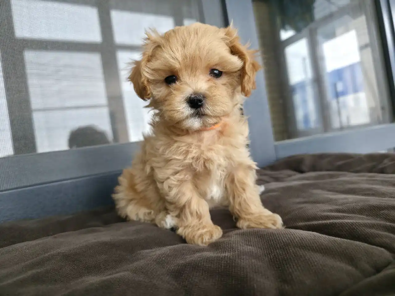 Щенки мальтипу F1 от родителей с родословной - Собаки (Животные) в Михайловск