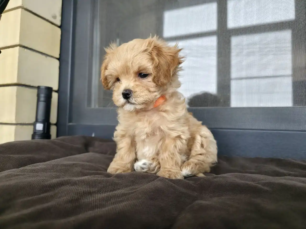 Щенки мальтипу F1 от родителей с родословной - Собаки (Животные) в Михайловск