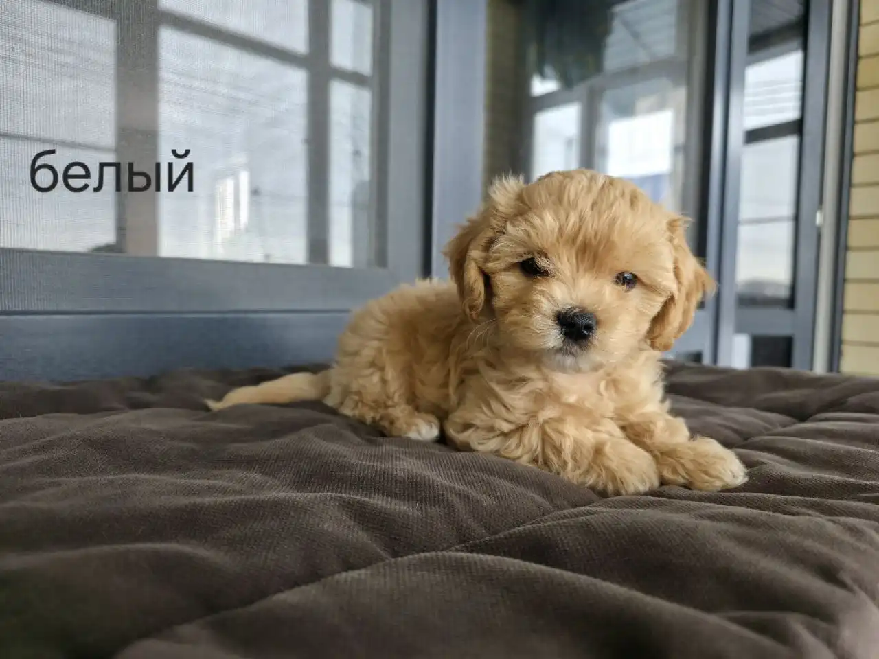 Щенки мальтипу F1 от родителей с родословной - Собаки (Животные) в Михайловск