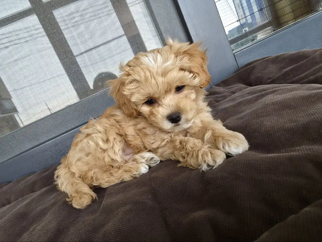 Щенки мальтипу F1 от родителей с родословной - Собаки (Животные) в Михайловск