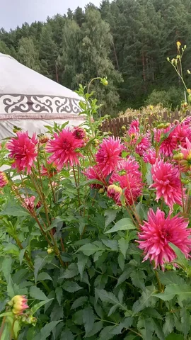 Этно Юрта и благоустроенный домик в Горном Алтае - Услуги в Сургут