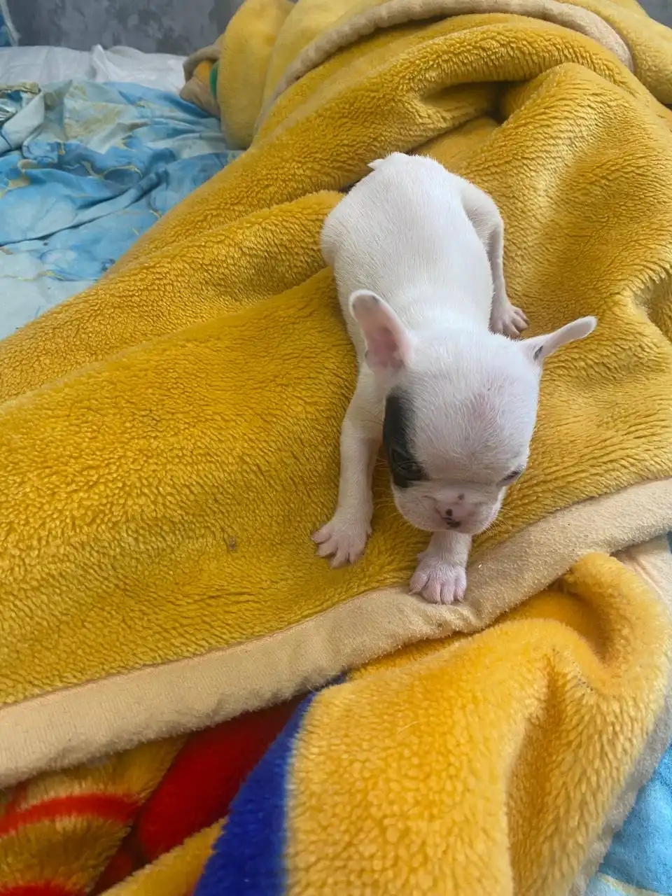 Продажа щенков французского бульдога