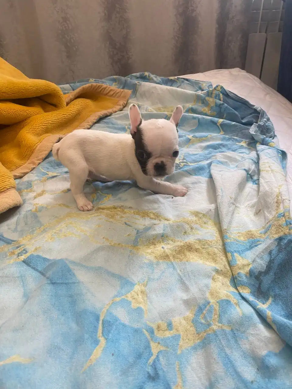 Продажа щенков французского бульдога