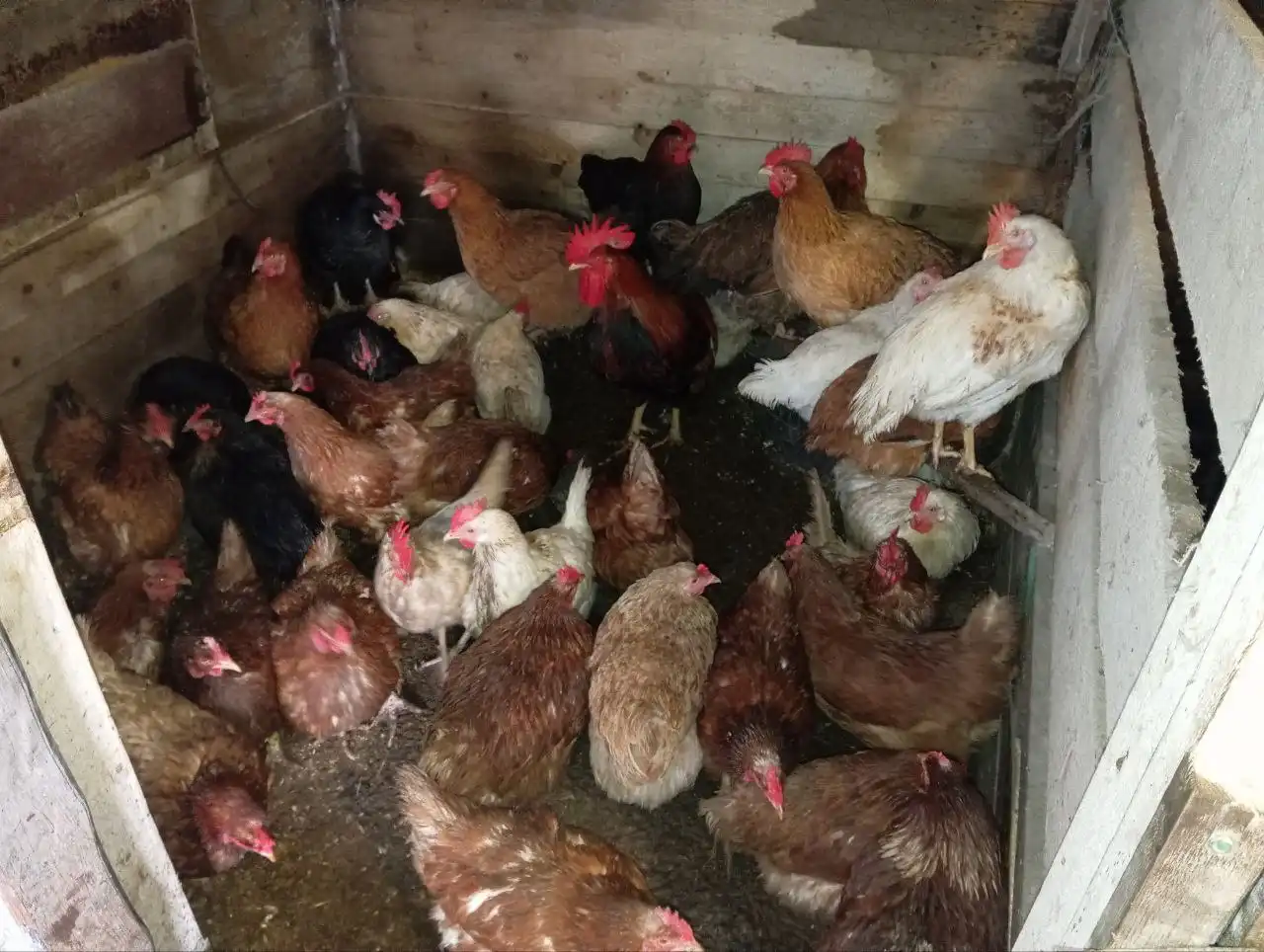 Продажа кур несушек в наличии 25 штук