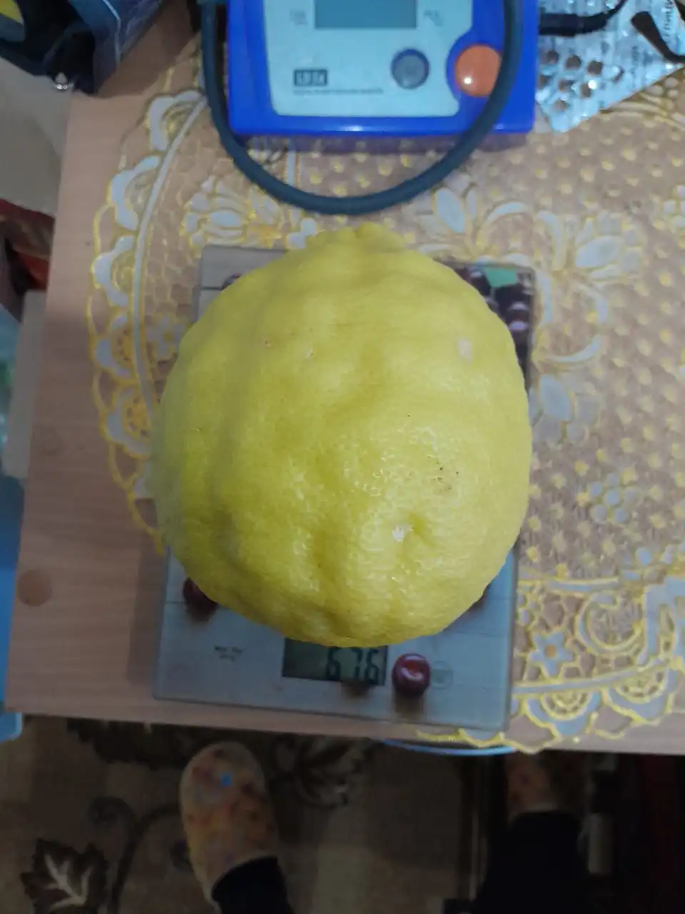 Комнатное растение Лимон