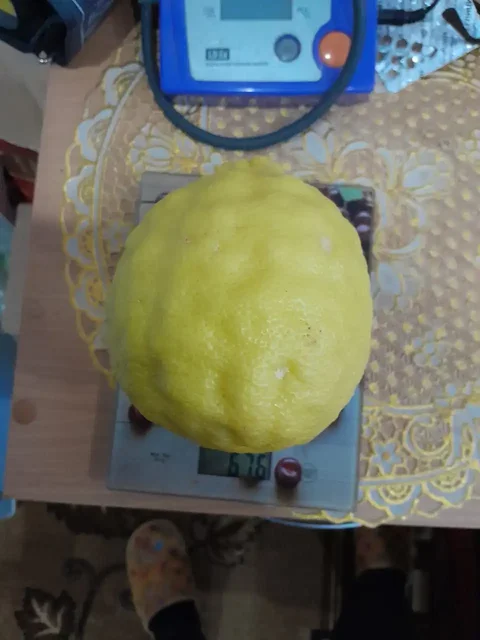 Комнатное растение Лимон - частное объявление в Шелехов