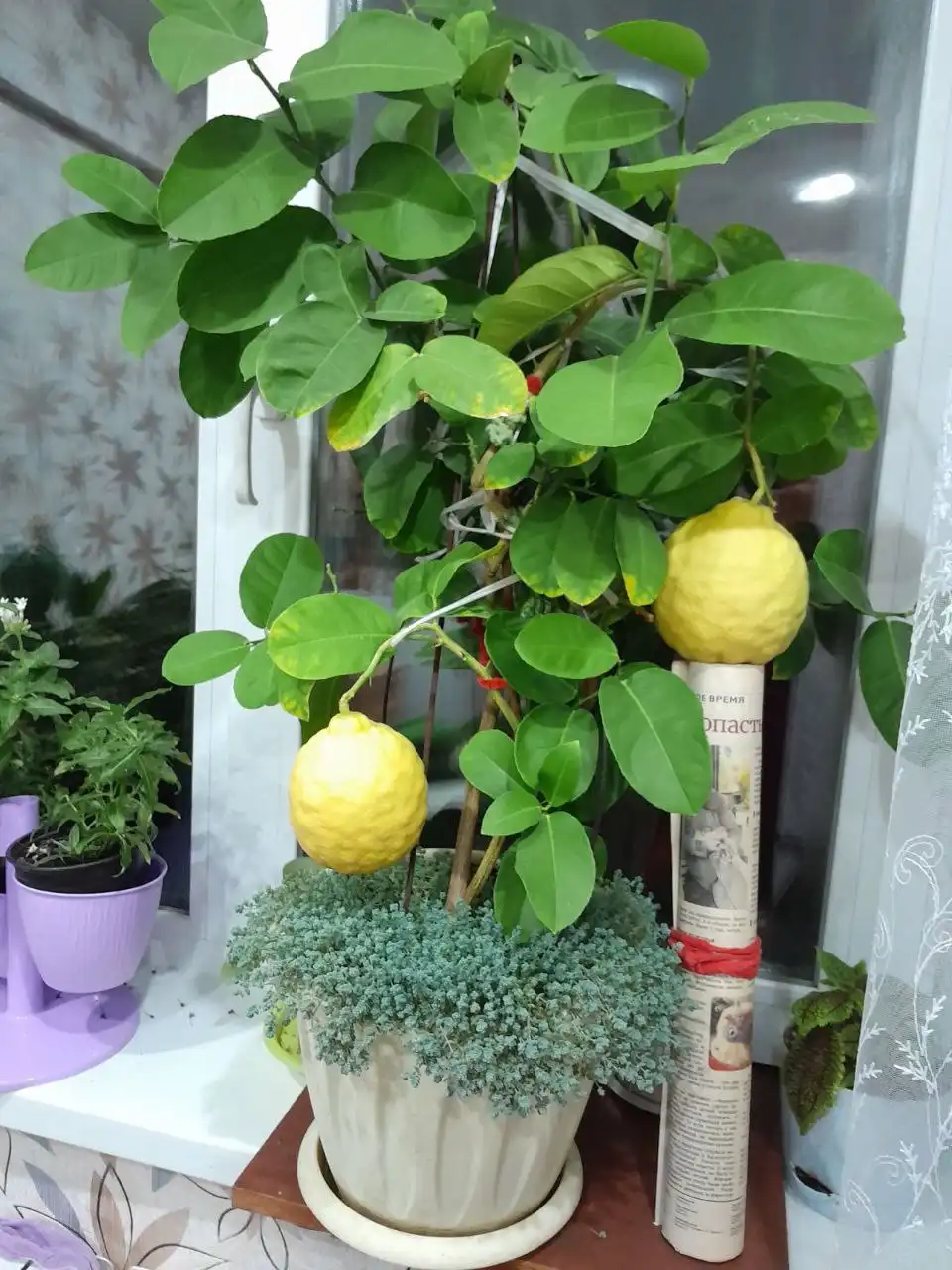 Комнатное растение Лимон