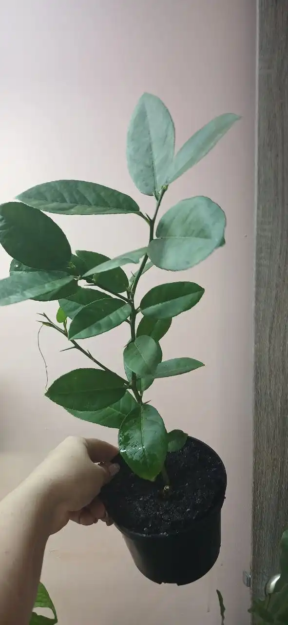 Комнатное растение Лимон