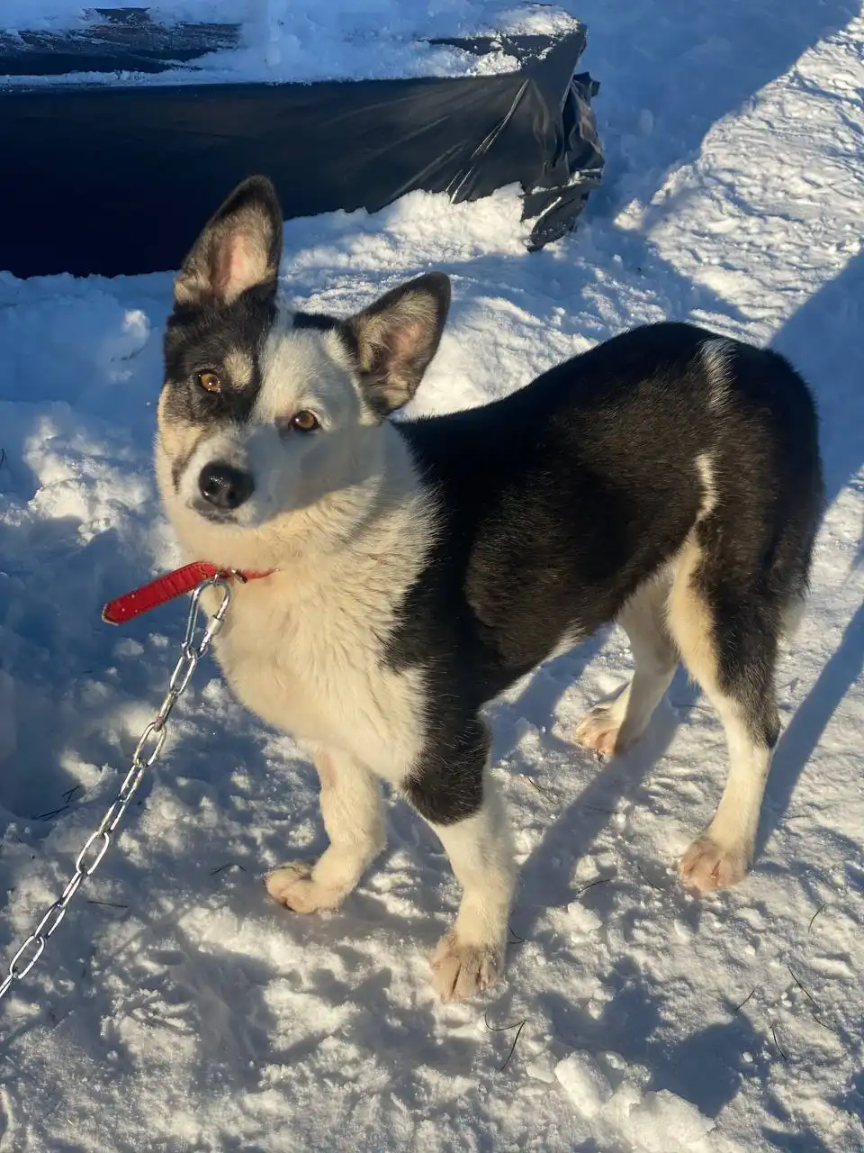 Продажа собаки