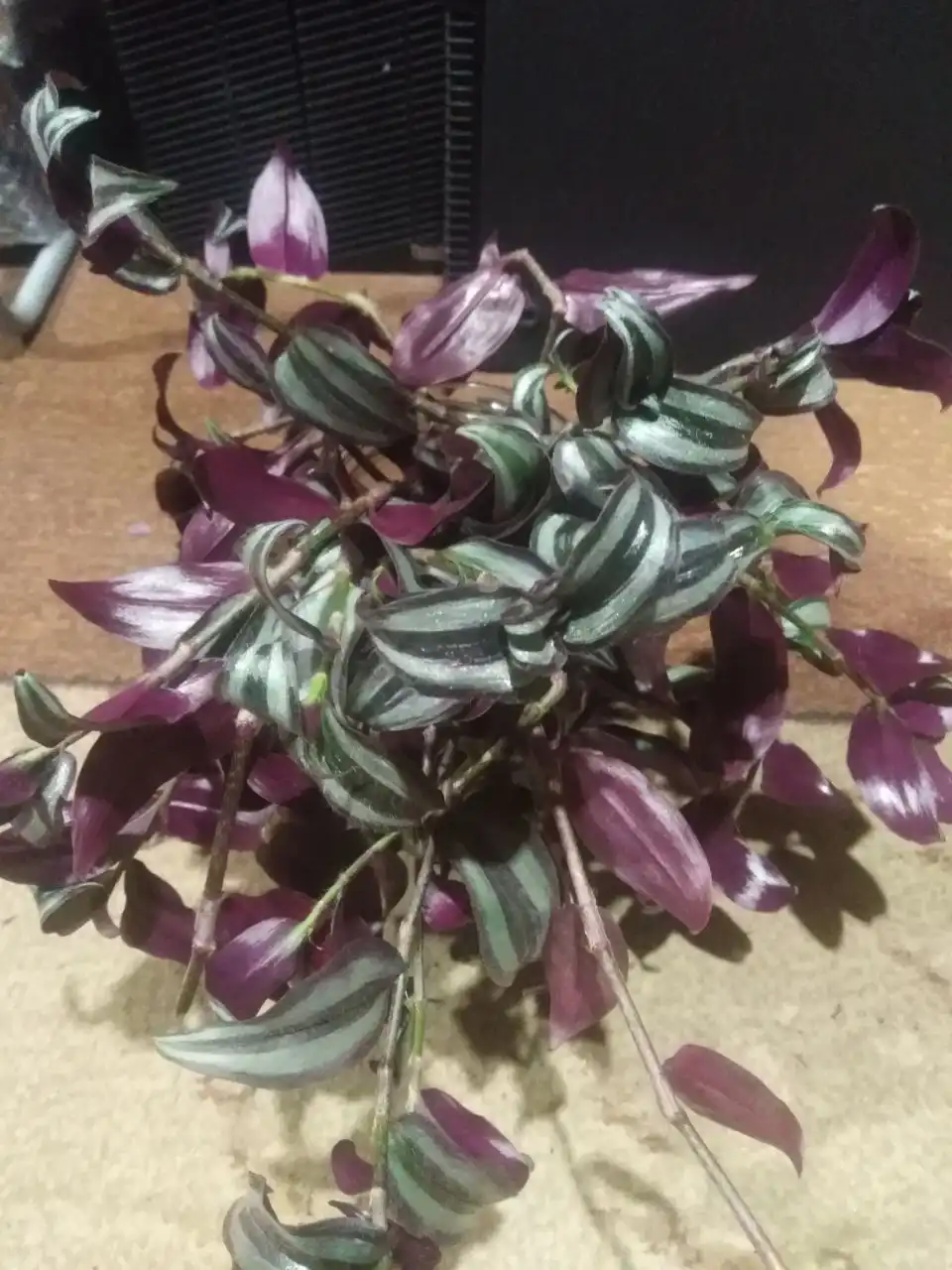 Продажа комнатных растений с доставкой