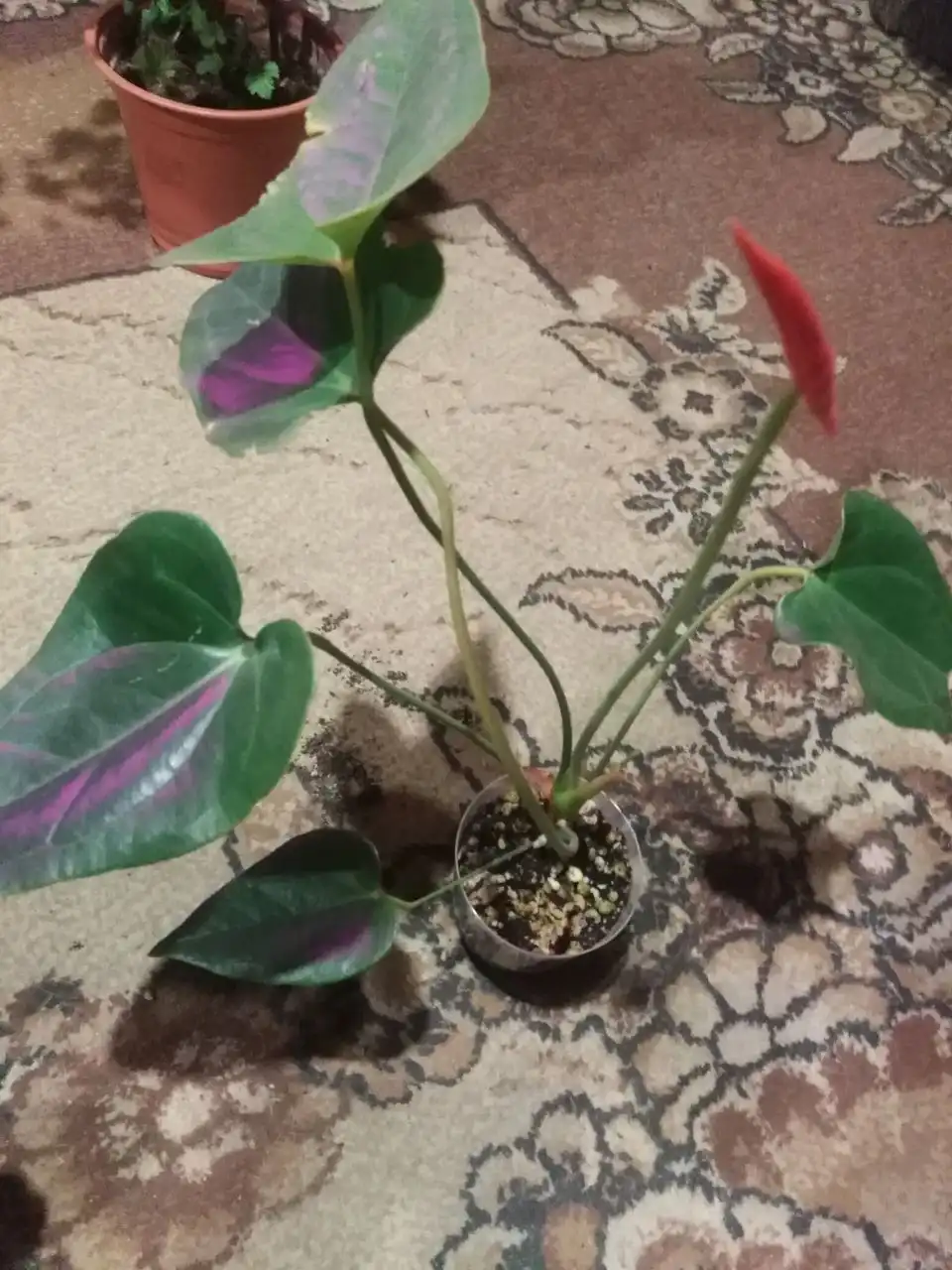 Продажа комнатных растений с доставкой