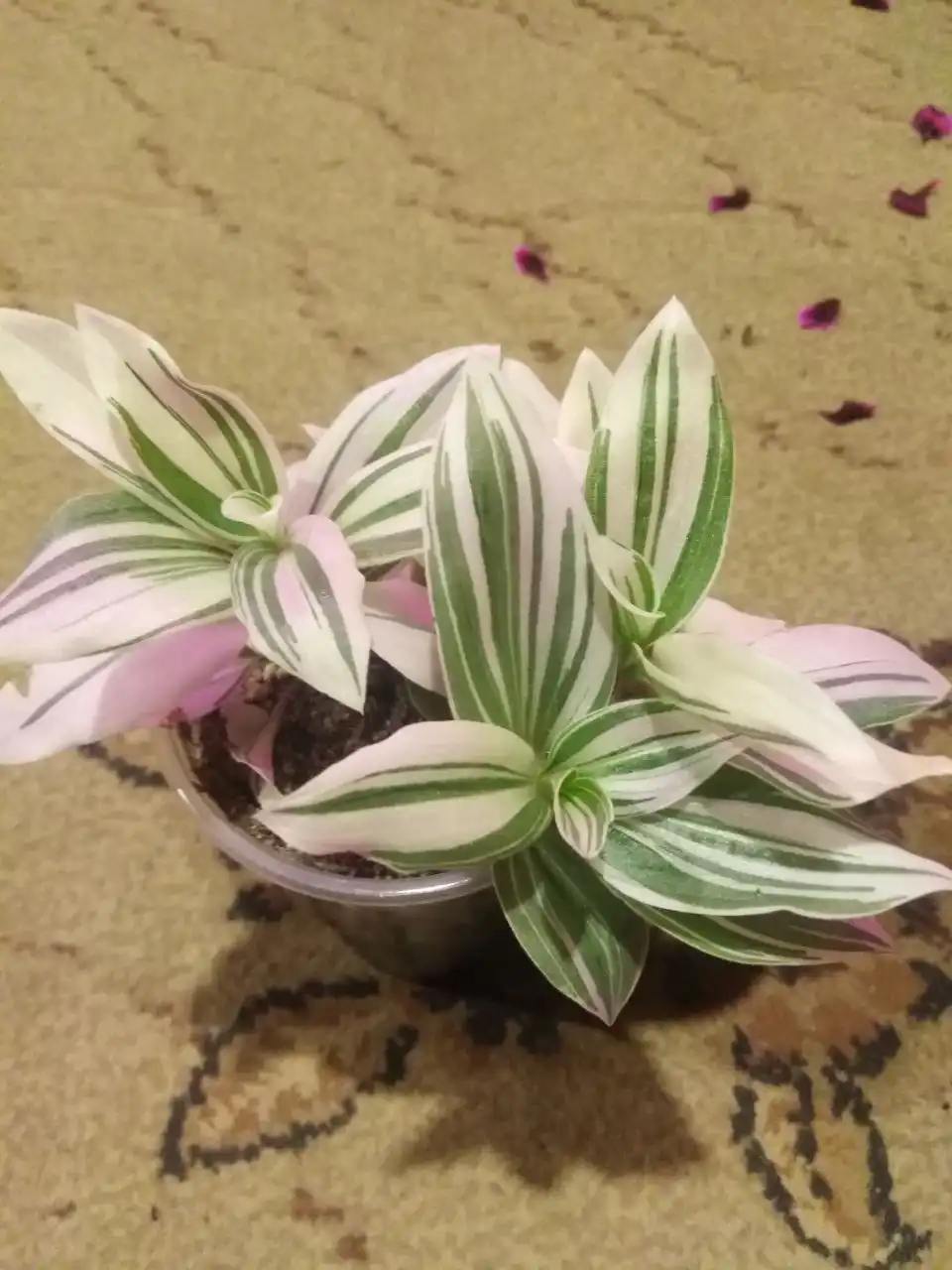 Продажа комнатных растений с доставкой