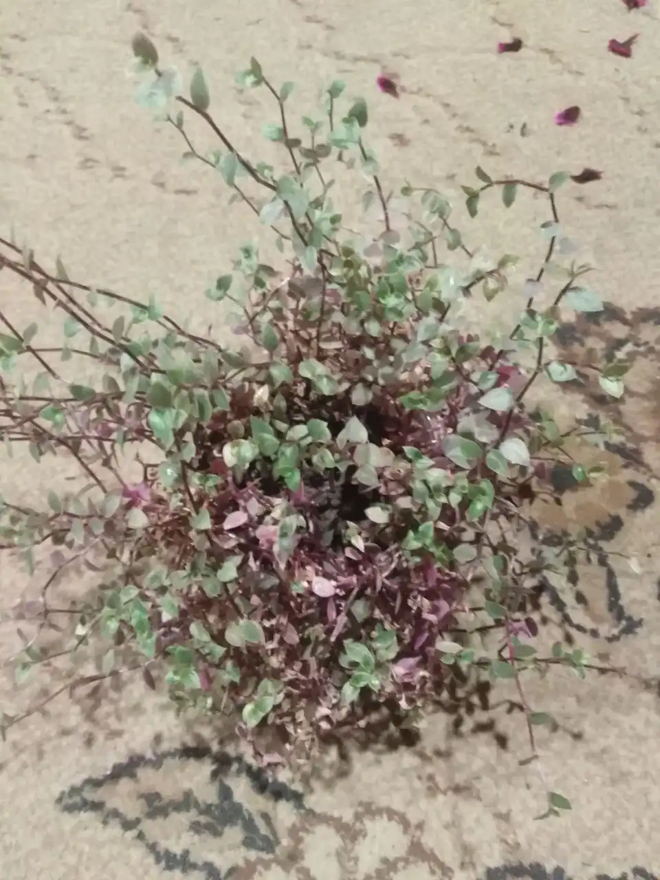 Продажа комнатных растений с доставкой