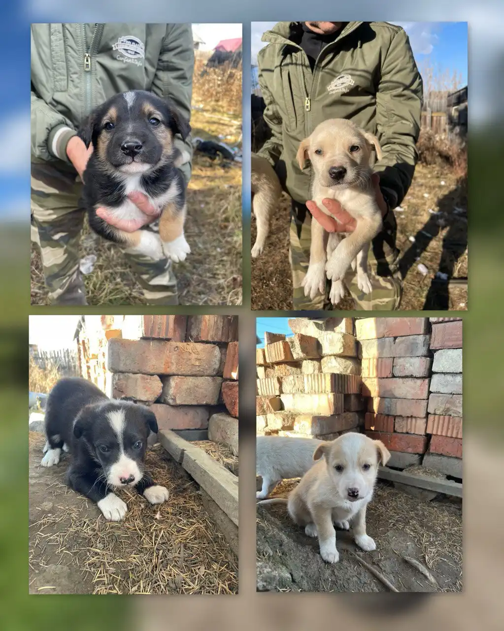 Котята ищут дом в Шелехове