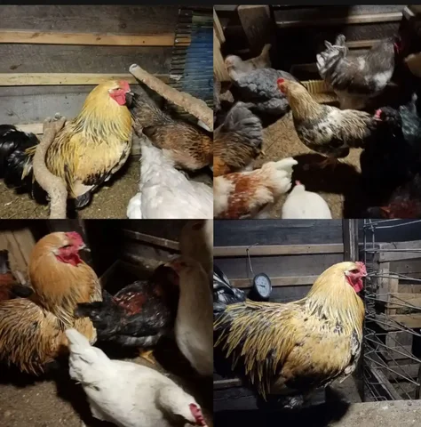 Продажа петушков в Шелеховском районе - Животные в Шелехов