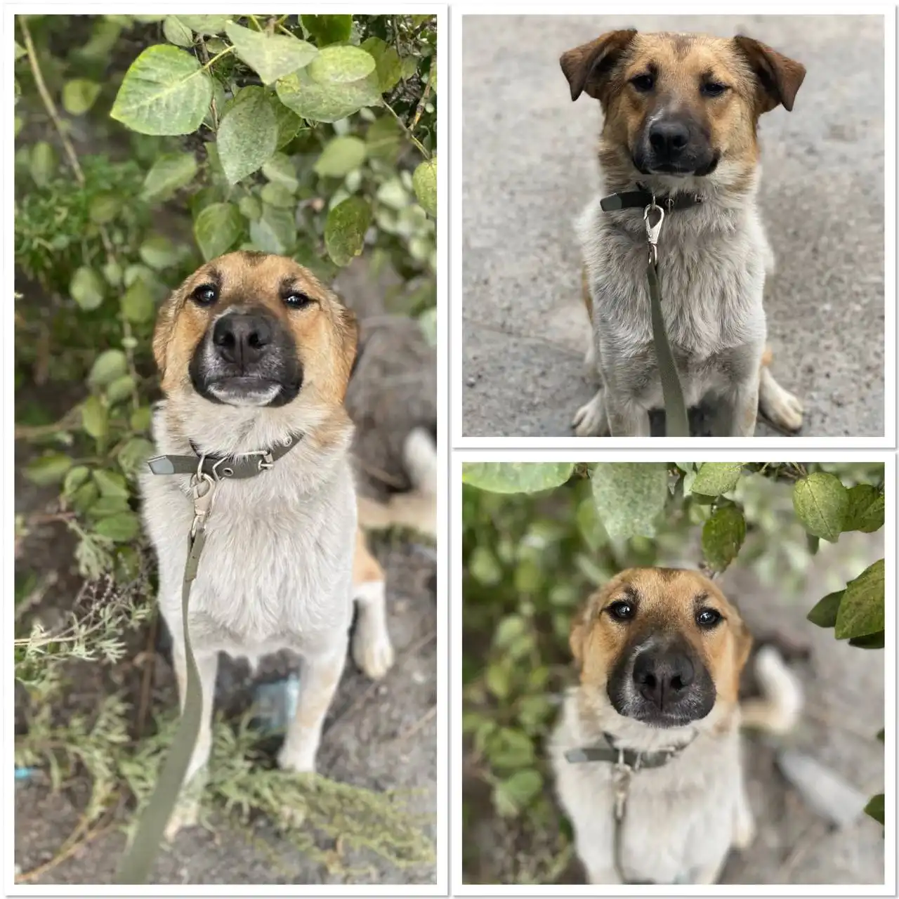 Продажа дворняжки Евочки 1 год