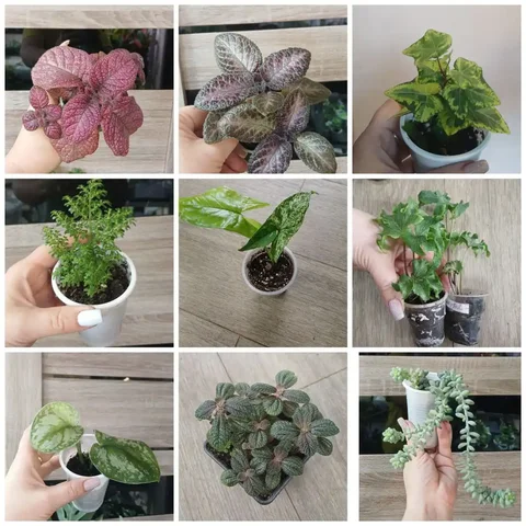 Цветы в Шелехове - Хобби и отдых в Шелехов