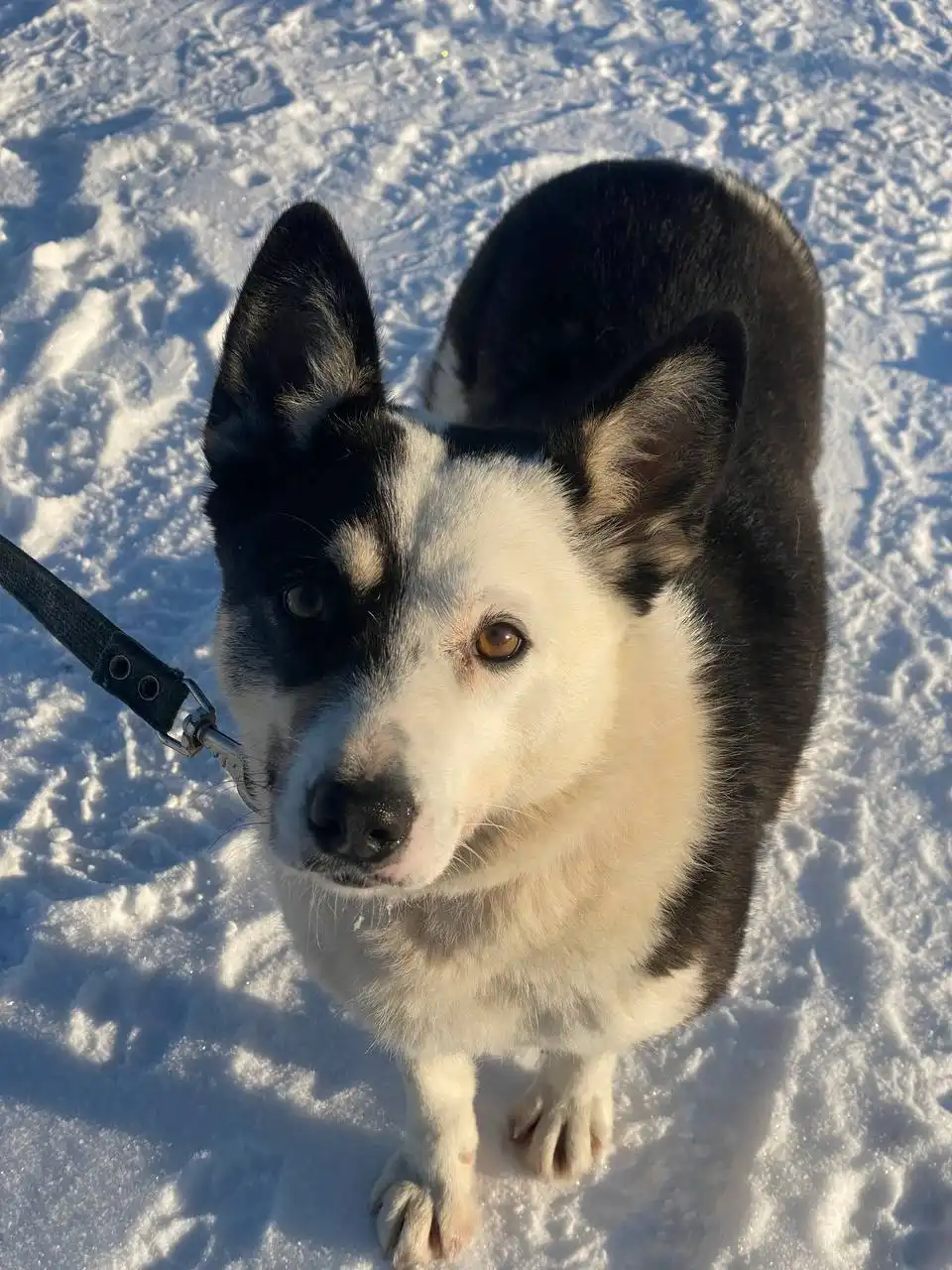 Ищет дом для девочки Марты