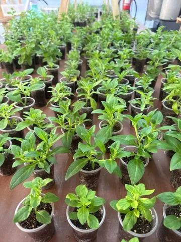 Укорененные черенки вегетативных цветов - частное объявление в Шелехов