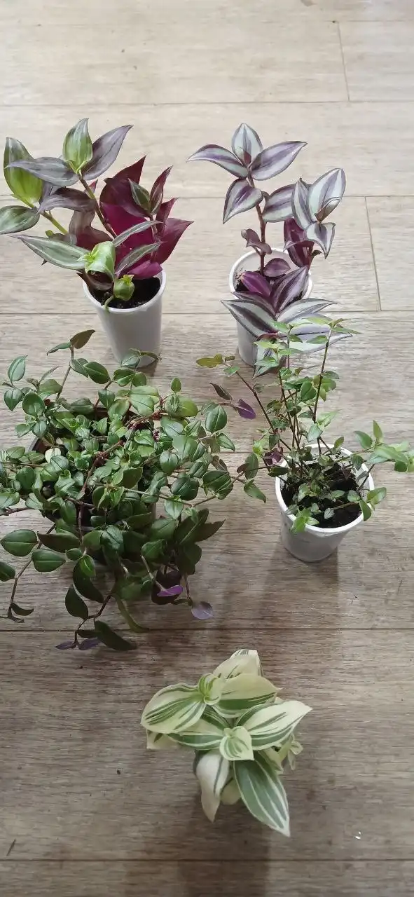 Традисканция любая