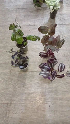 Традесканция - частное объявление в Шелехов