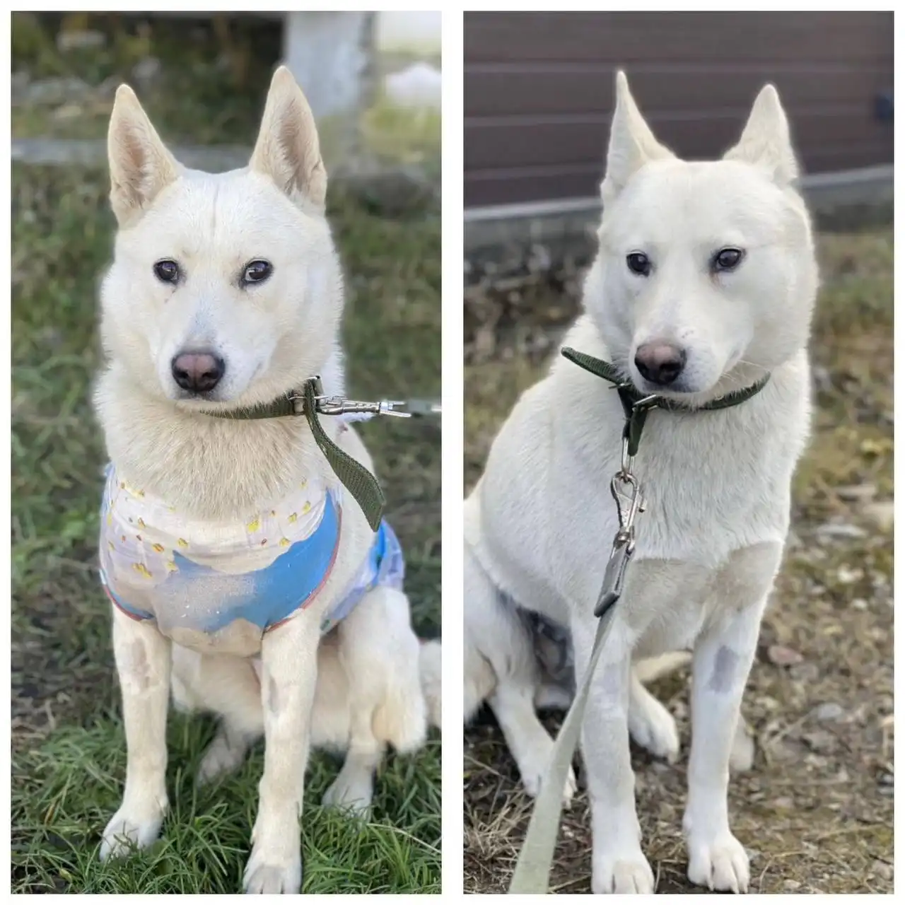 Кошка в добрые руки