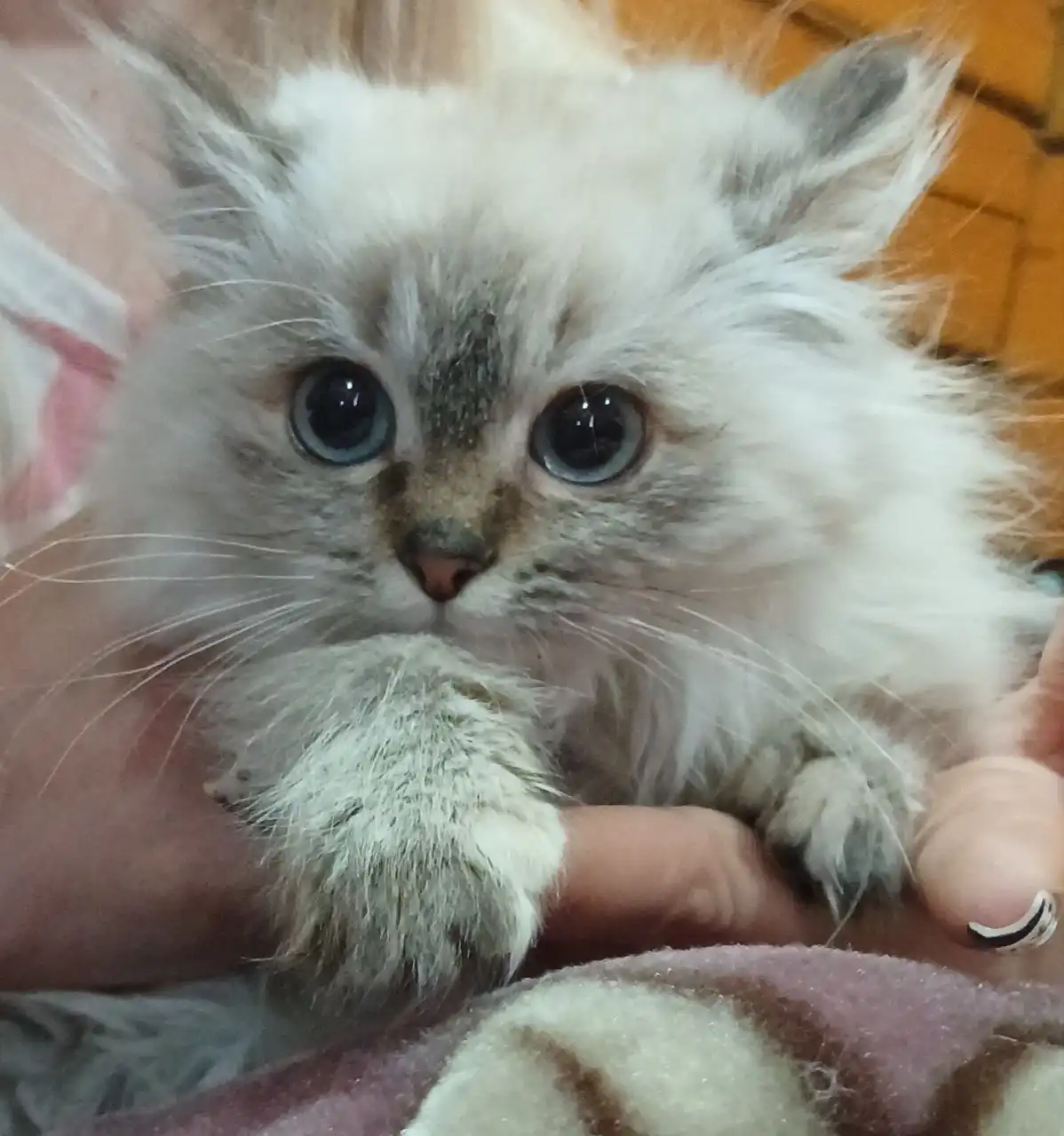 Отдам котёнка приученного к лотку