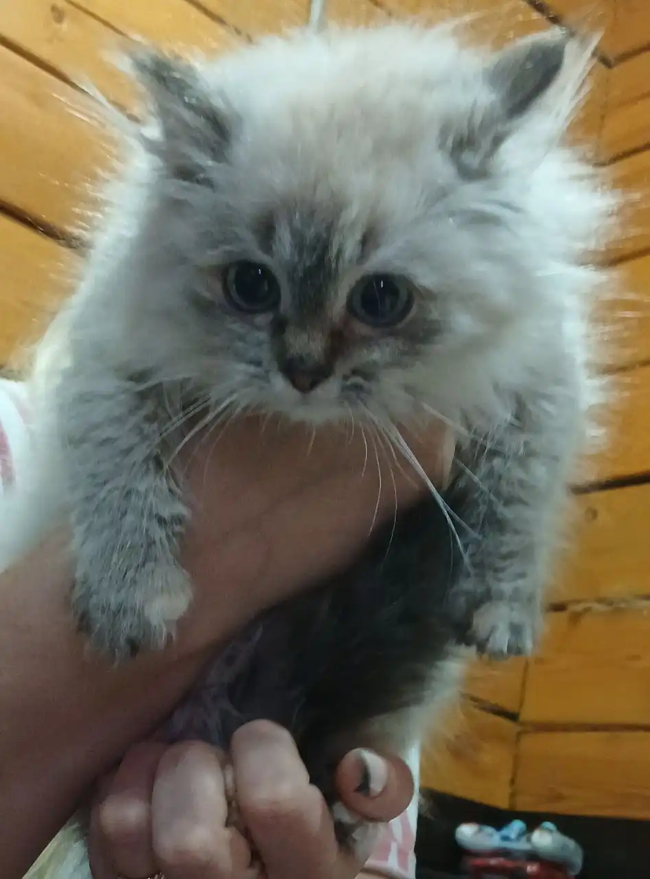 Отдам котёнка приученного к лотку