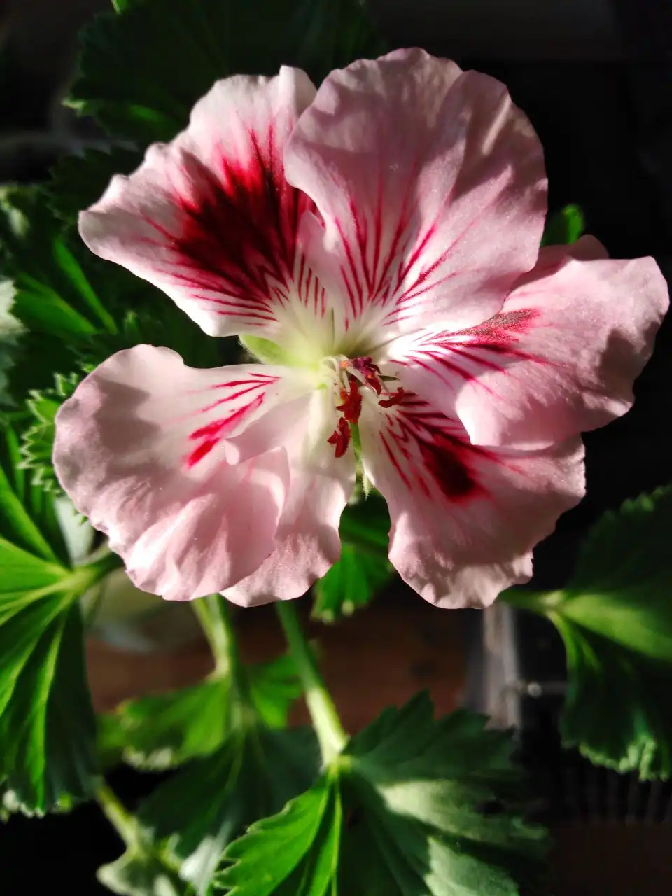 Продажа королевских и розебудных пеларгоний