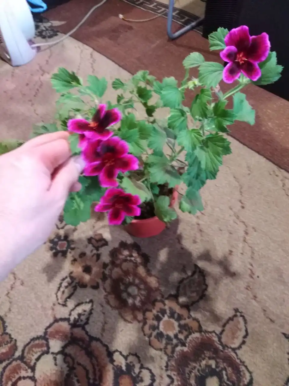 Продажа королевских и розебудных пеларгоний