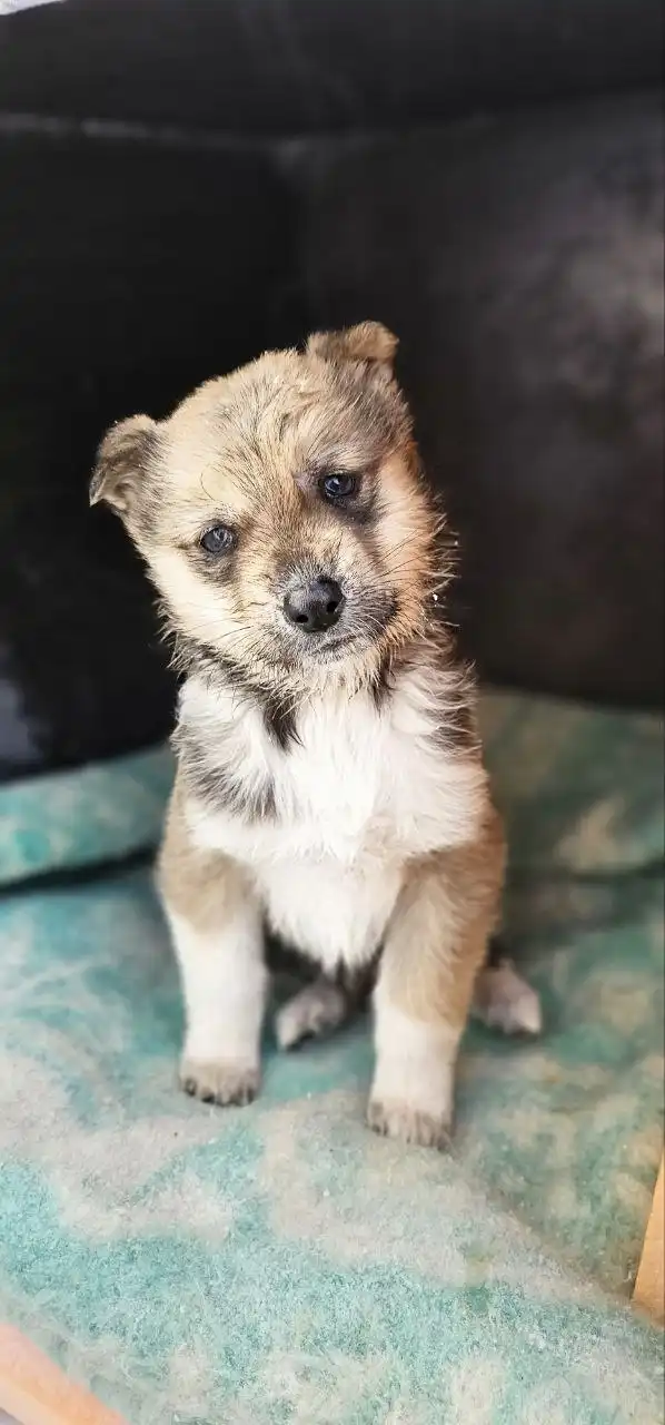 Щенок ищет семью в Иркутске - Собаки (Животные) в Иркутск