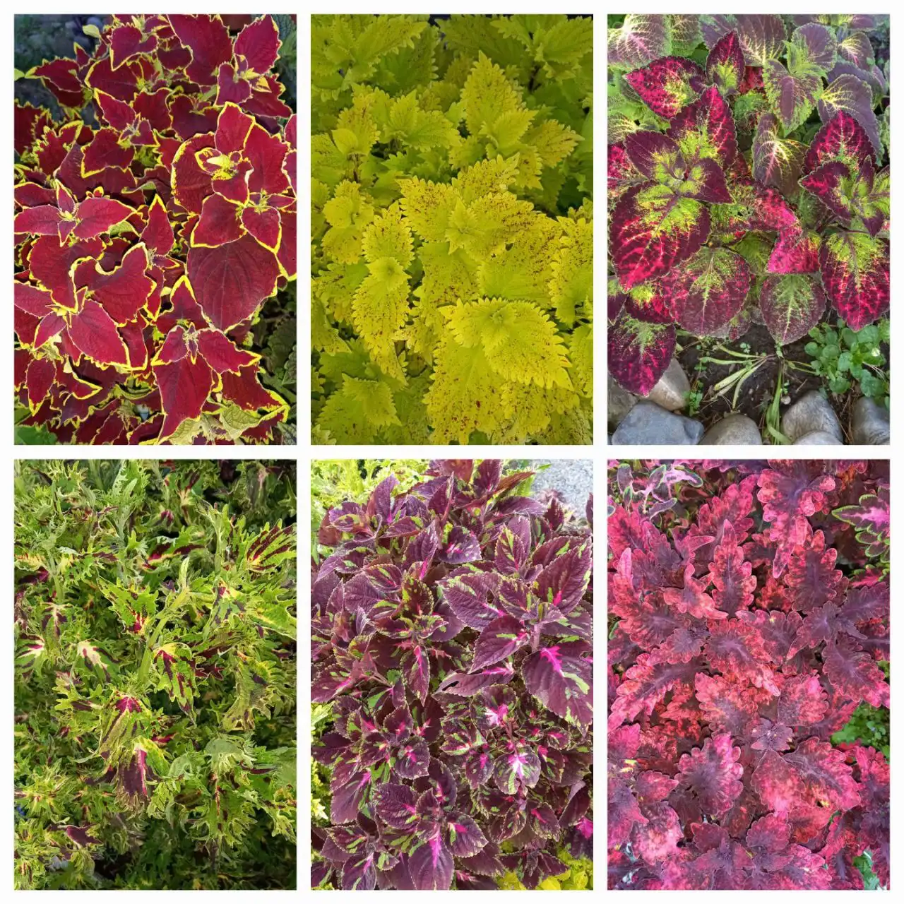 Продам колеусы вегетативные укорененные - Растения (Хобби и отдых) в Шелехов