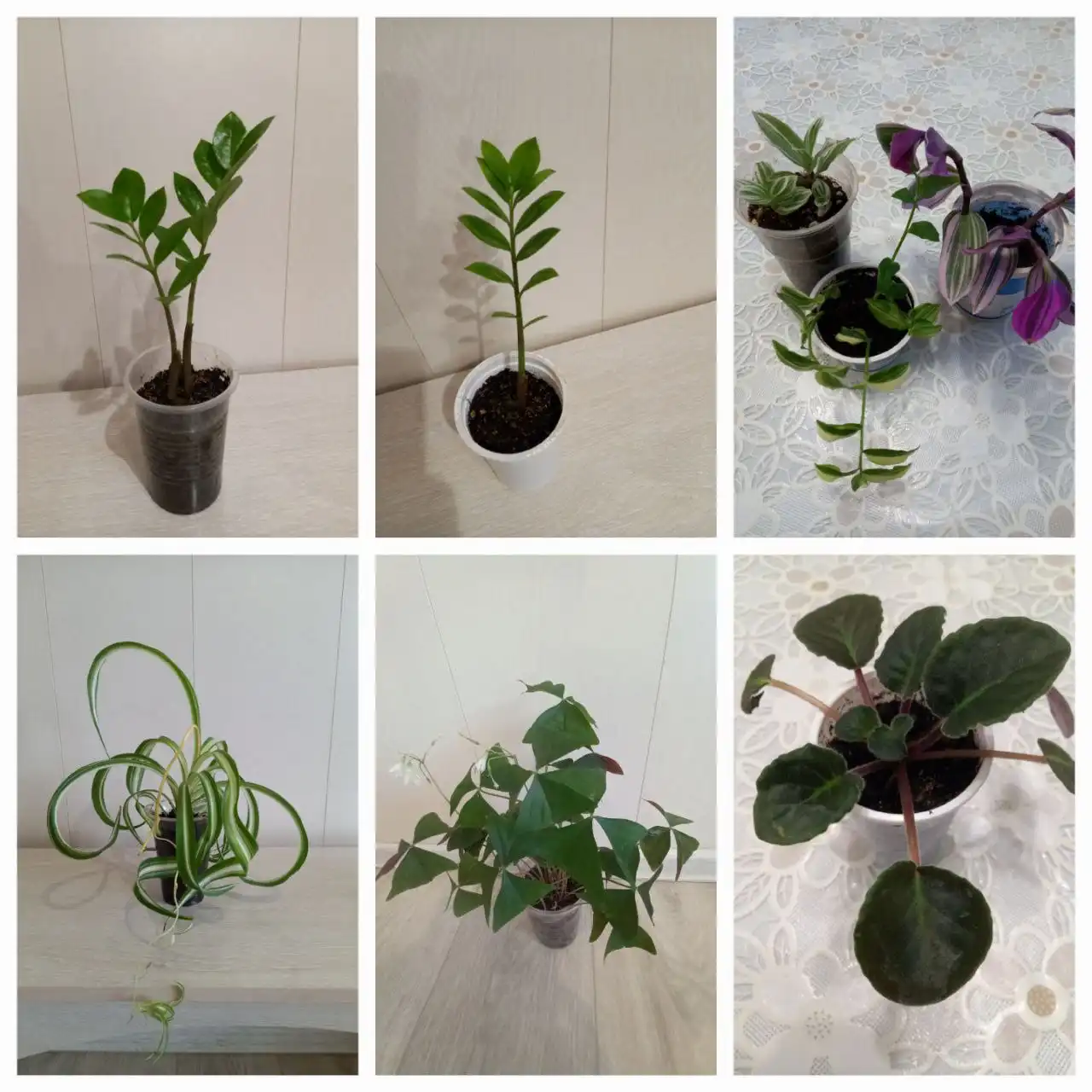 Продажа комнатных растений в Шелехове - Растения (Хобби и отдых) в Шелехов