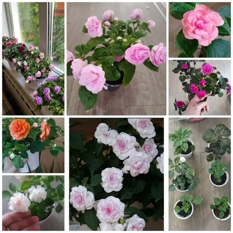 Бальзамин махровый - Рукоделие в Шелехов