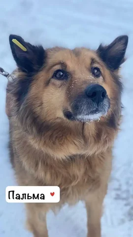 Ищу дом для пожилой глухой собаки Пальмочки - частное объявление в Шелехов