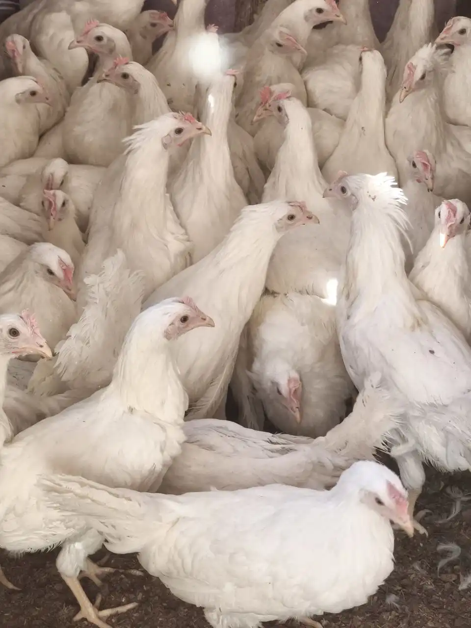 Куры молодки Декалб 4 месяца - Птица (Животные) в Шелехов