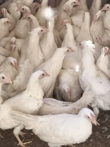 Куры молодки Декалб 4 месяца - частное объявление в Шелехов