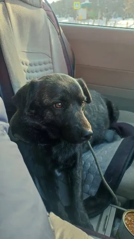 Поиск дома для найденной собаки - частное объявление в Шелехов