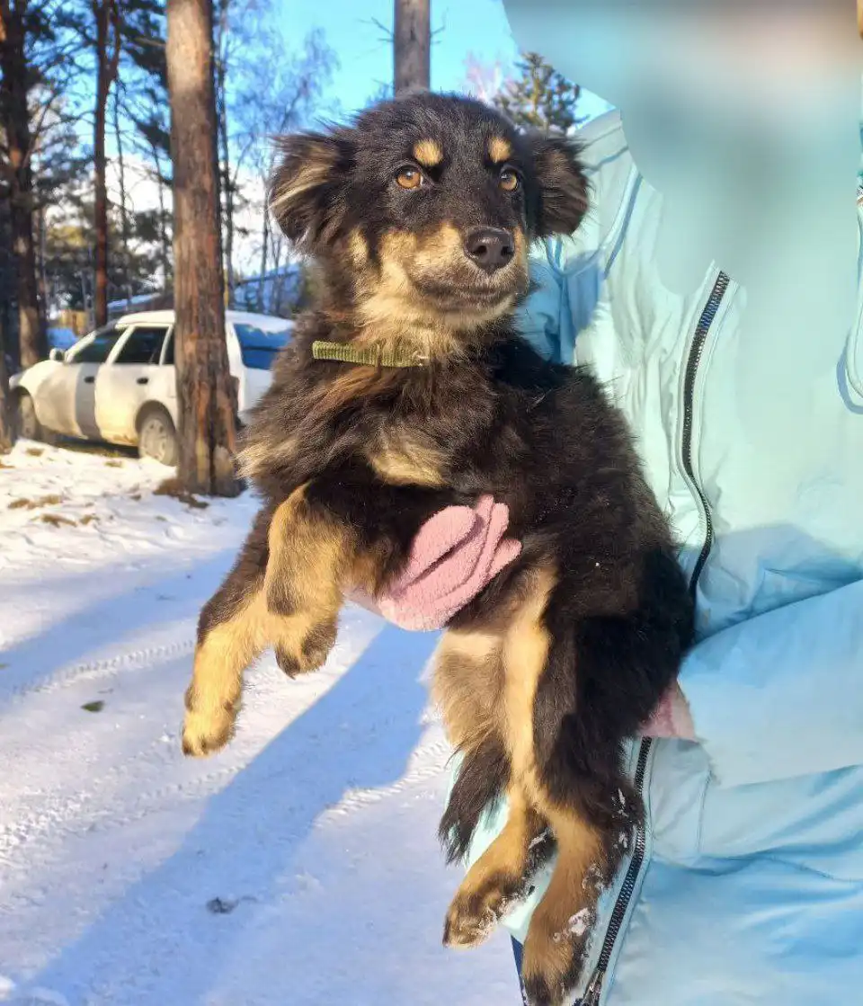 Щенок Герда для уличного содержания - Собаки (Животные) в Шелехов