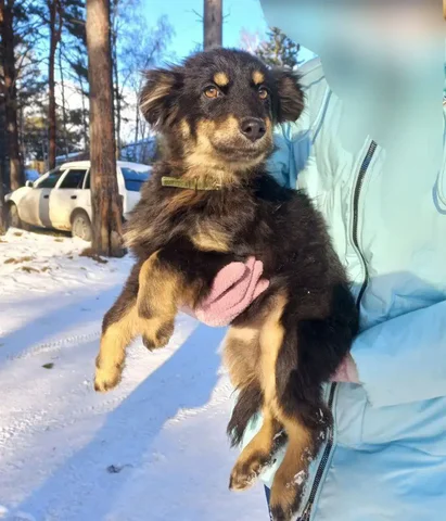 Щенок Герда для уличного содержания - частное объявление в Шелехов