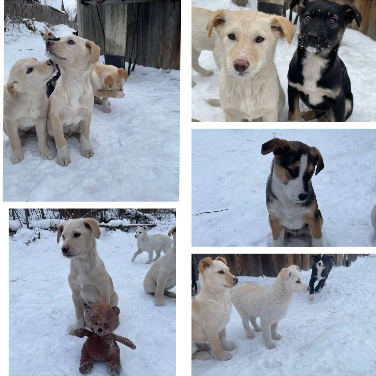 Щенки охранной собаки 4 месяца - Собаки (Животные) в Шелехов