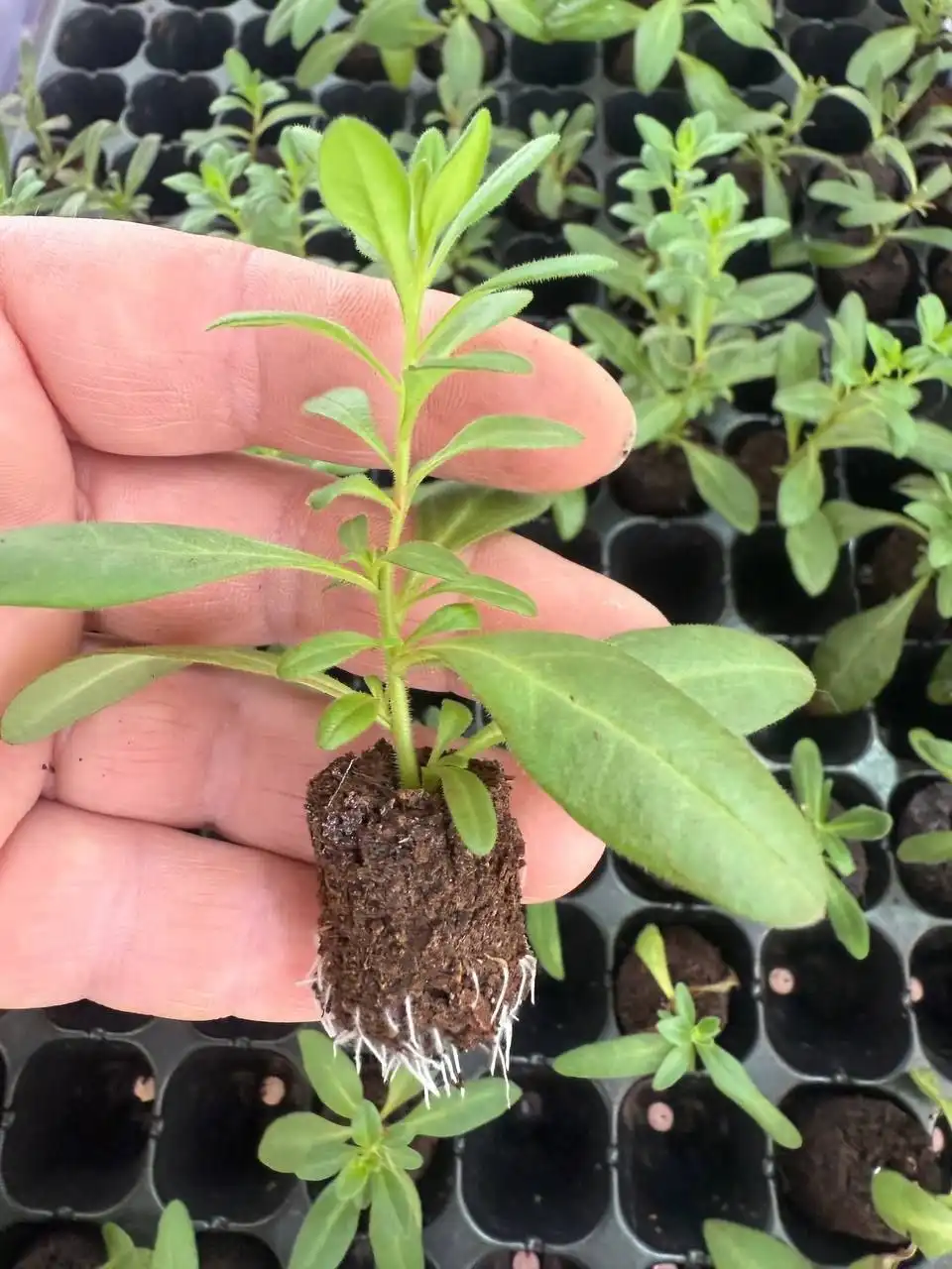 Укорененные черенки калибрахоа - Садоводство (Хобби и отдых) в Баклаши