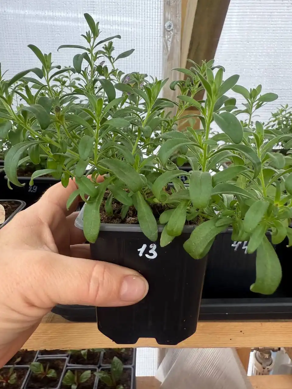 Укорененные черенки калибрахоа - Садоводство (Хобби и отдых) в Баклаши