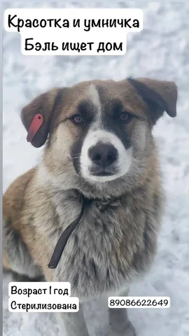 Продажа дворняжки - частное объявление в Шелехов