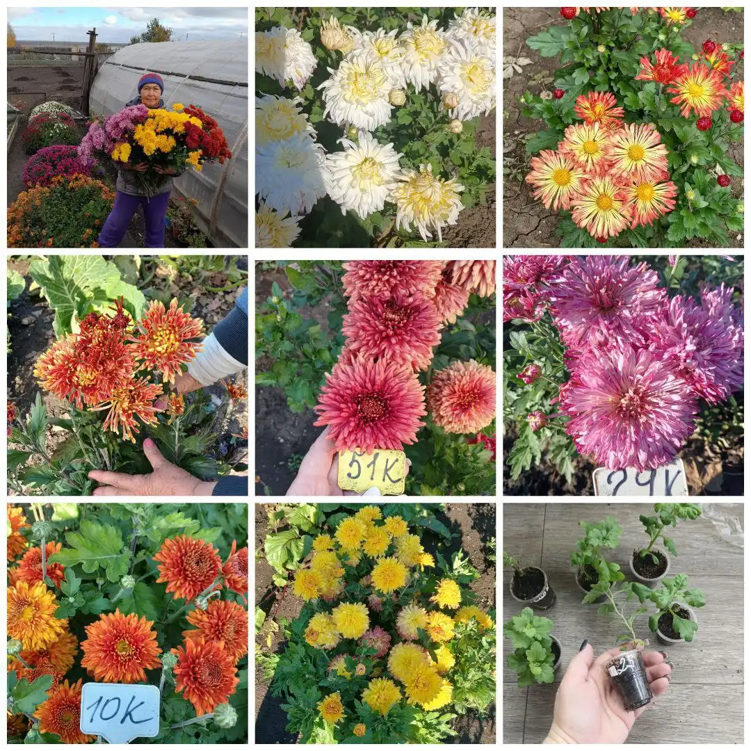 Продажа корейской садовой хризантемы в Шелехове - Растения (Хобби и отдых) в Шелехов