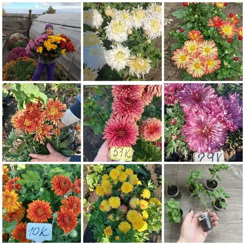 Продажа корейской садовой хризантемы в Шелехове - Хобби и отдых в Шелехов