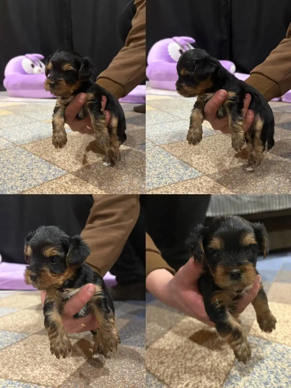 Щенки йоркширского терьера мини - Собаки (Животные) в Баклаши